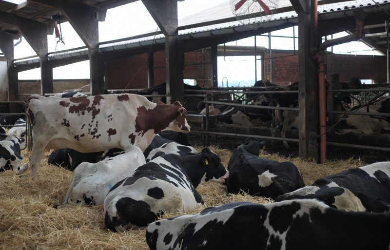 Droogstaande koeien in een groot strohok.
