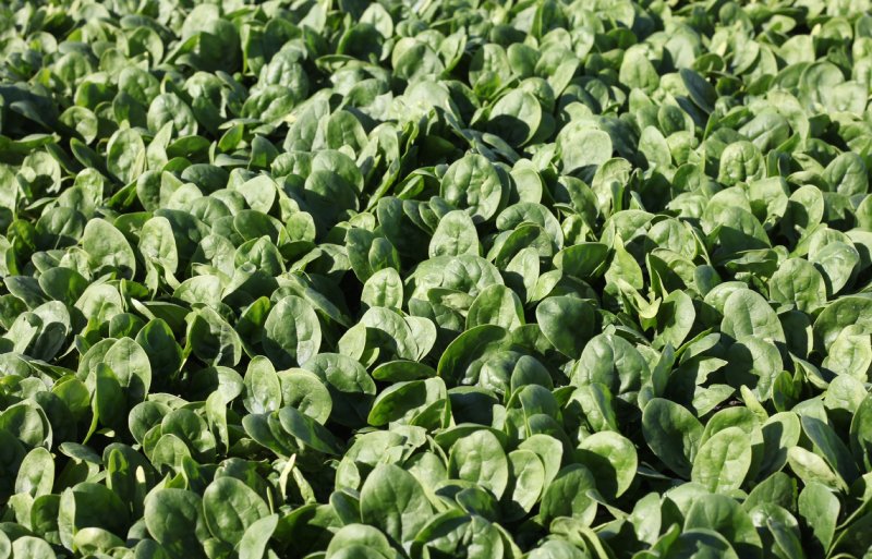 Babyleaf spinazie van Sakata Vegetables.