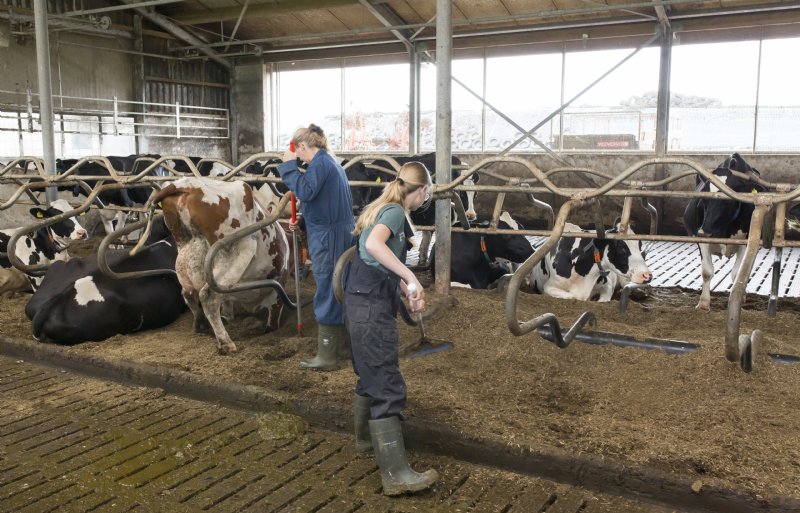 Paul Verkleij legt de focus op het bedrijf nu op netjes bemesten, vers gras voeren en grasland opnieuw inzaaien.