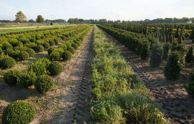 Een perceel met buxus en bloemenstroken in De Mortel.