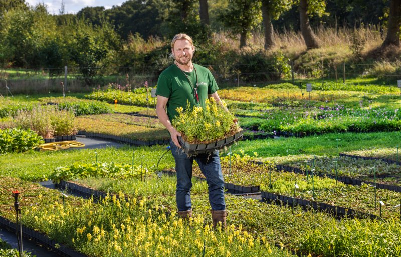 Helmantel verkoopt deze wilde vaste planten in potmaat 9.