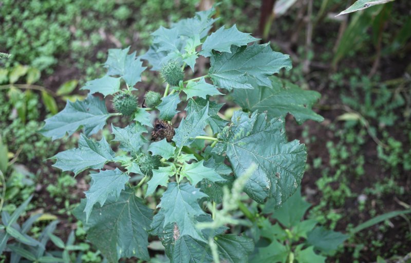 Na de bloei maakt de plant stekelige doosvruchten waarin de zaden zitten. Elke doosvrucht kan honderden zaden bevatten.