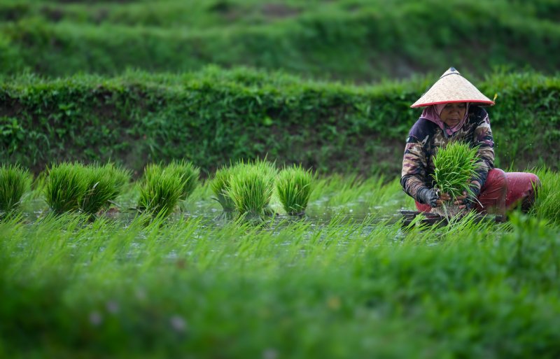 Rijst blijft een grote teelt in Indonesië.