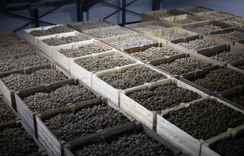 Prinzen slaat al zijn pootaardappelen op in kisten.