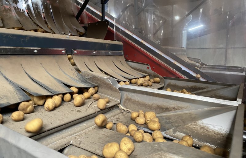 Rollende pootaardappelen in de sorteermachine.