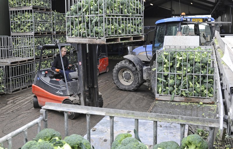 Rechtstreeks van het land gaan de kratten met broccoli de koelcel in op 0 tot 1 graad.