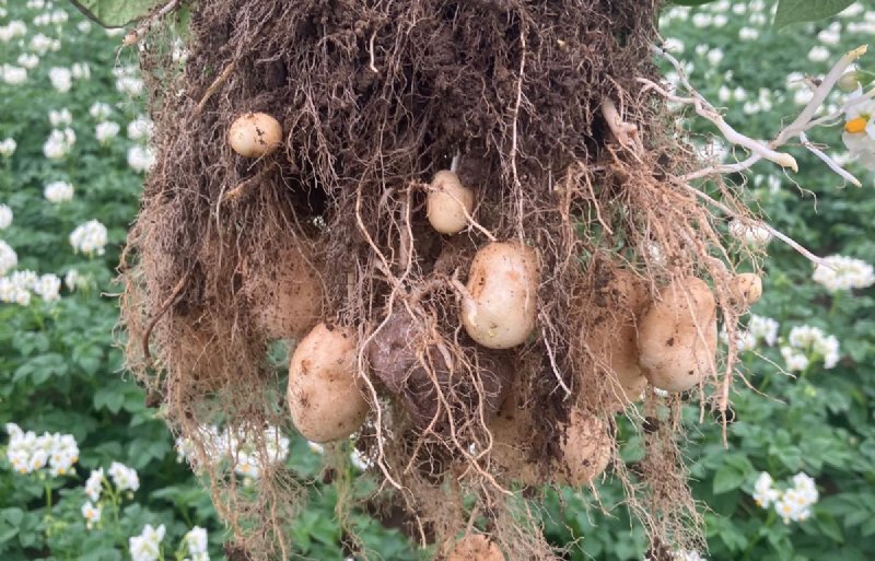 Worteldominantie is een belangrijk aandachtspunt van de pilot 'Ontwikkeling duurzame consumptieaardappelteelt in ketenperspectief'.
