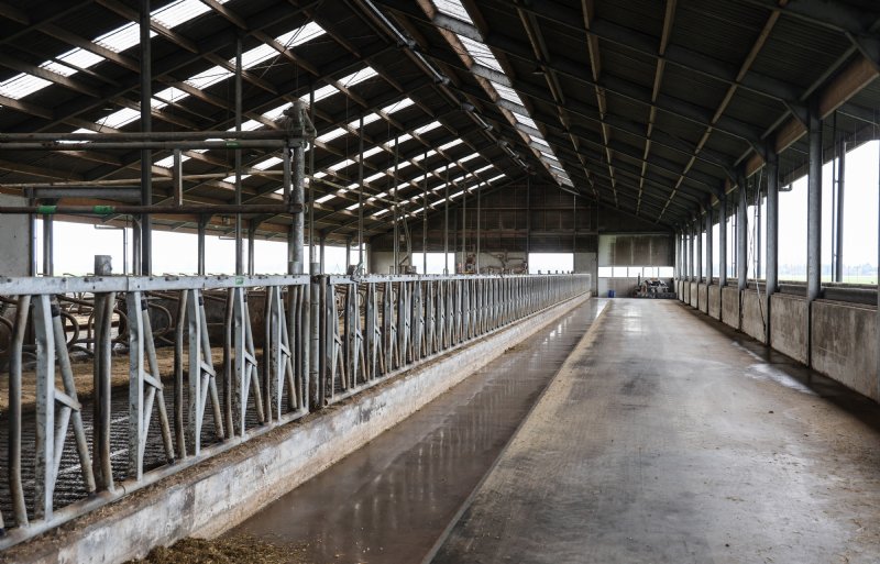 De nieuwe melkveestal kenmerkt zich door veel licht en lucht, meer vreet- en drinkplekken en ruime ligboxen voor de koeien.