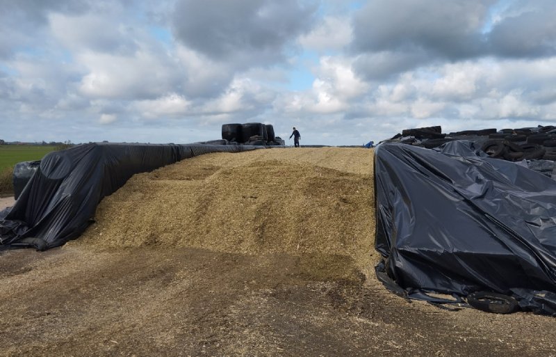 De mais in het Friese Abbega is ingekuild.
