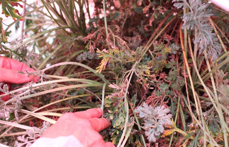 Luizen op artemisia-planten zijn voedsel voor volwassen galmuggen die nodig zijn voor de predatie van bladluizen.