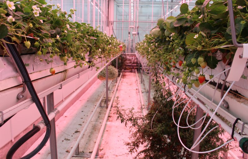 Bankerplanten zorgen ervoor dat preventief al voldoende biologische bestrijders aanwezig zijn tussen de aardbeienplanten.