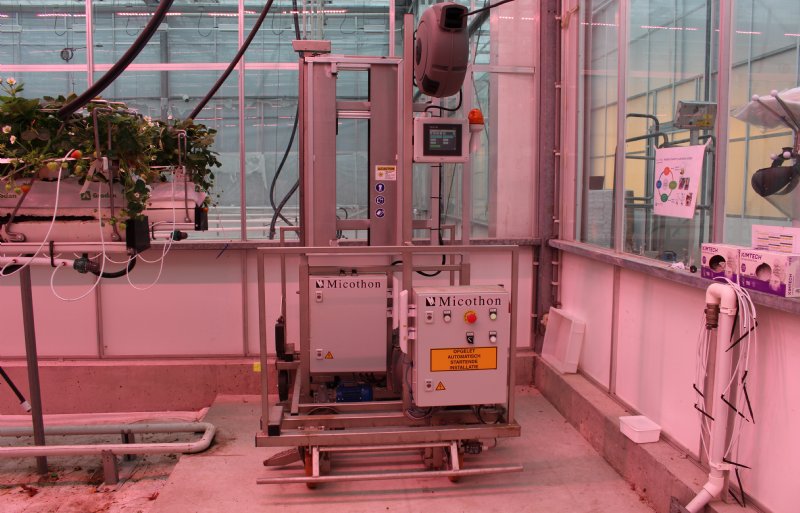 Een UV-C-robot rijdt in de onderzoekskas een aantal keren per week door het gewas voor de bestrijding van meeldauw.