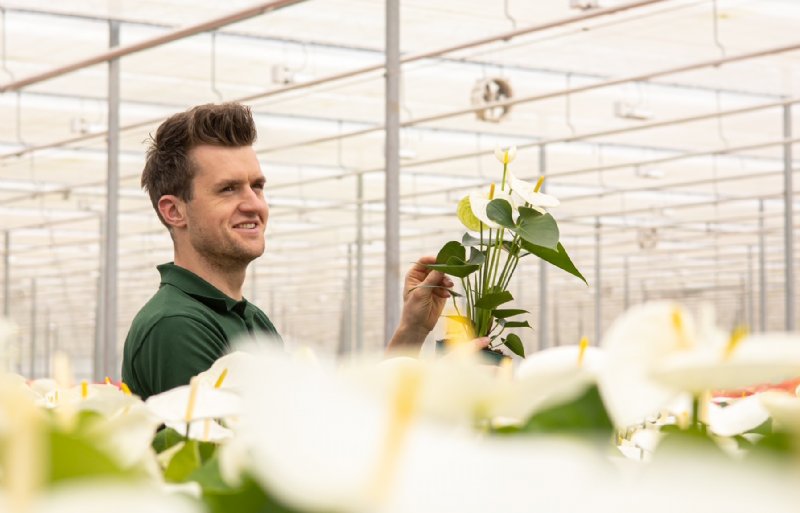 Bas van Zijl, anthuriumkweker in Honselersdijk