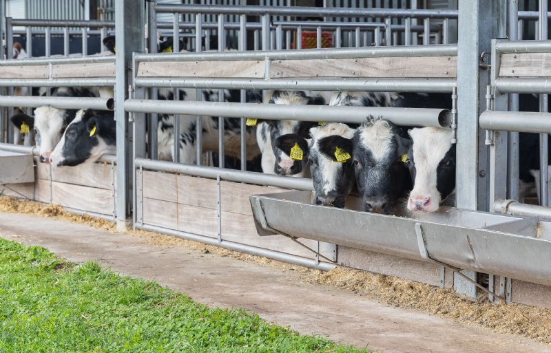 De kalveren in de uitloop beschikken over 2,5 vierkante meter buitenruimte per dier.
