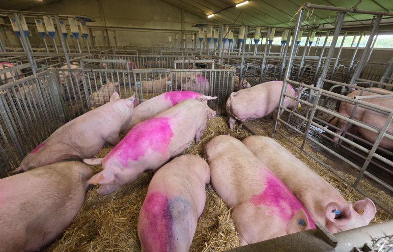 De dragende zeugen maken flink gebruik van het strohok van de Varkenscampus.