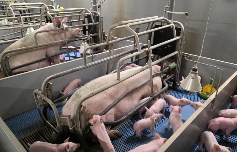Het project PIGLIFE zoekt naar het verder verbeteren van de bigoverleving.