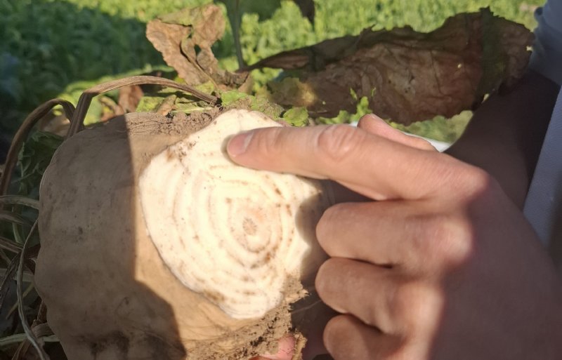 SBR kan bruinverkleuring van de vaatbundels veroorzaken.