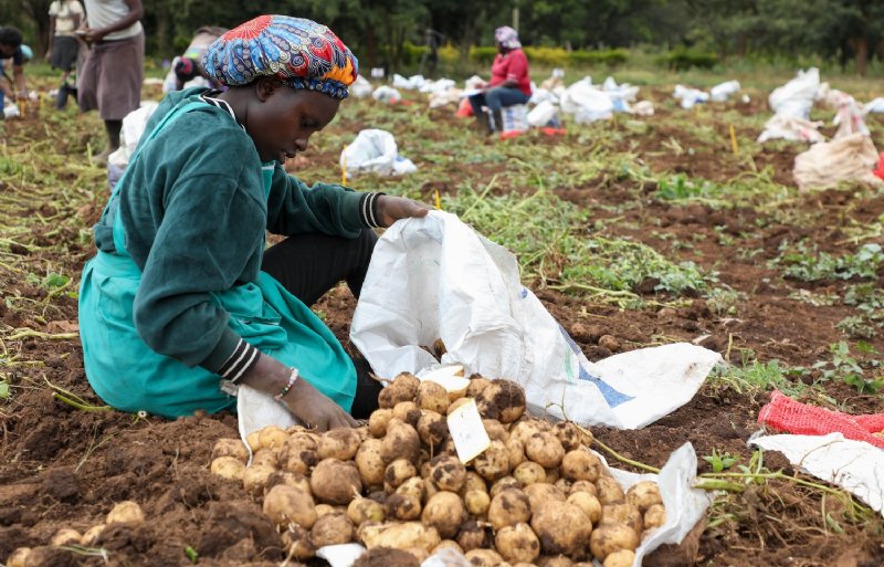 Volgens HZPC bieden aardappelrassen die vermeerderd worden uit zaad in eerste instantie veel voordelen voor de aardappelteelt in landen als Kenia.