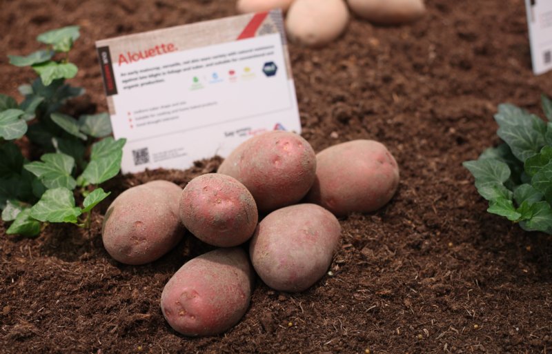 Alouette-aardappelen in de spotlights tijdens de rassenshow van Agrico.