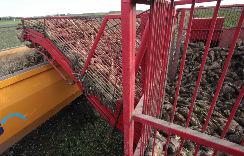 De kwaliteit en de opbrengsten van de cichorei lijken goed.