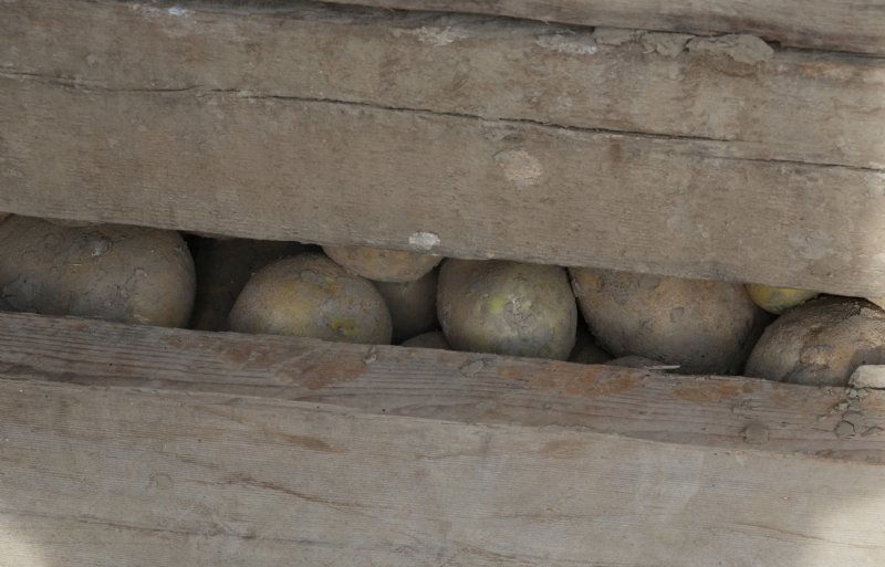 Ravestijn kan de aardappelen los en in kisten bewaren. Er liggen mooie Agria's van teeltjaar 2025 achter de planken.