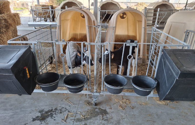 De iglo's voor de jongste kalveren.