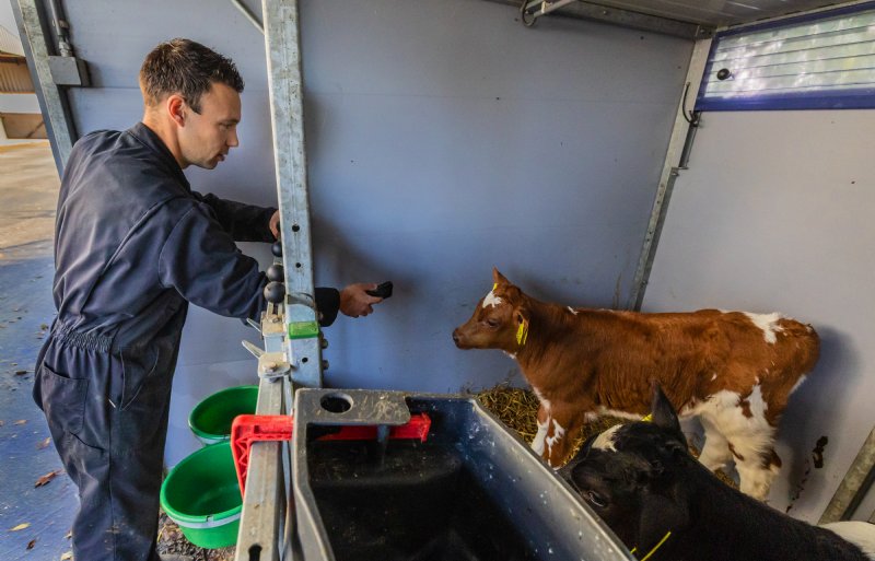 Met een apparaatje scant Gerben Meter de oormerken van de kalveren.