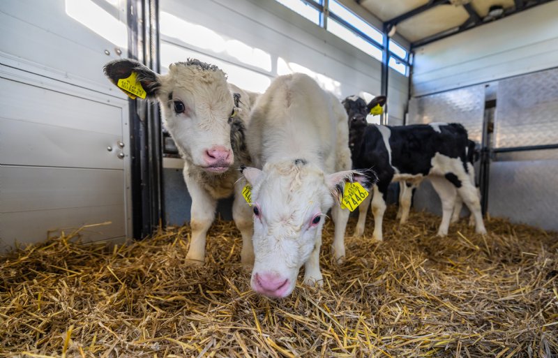 Op dinsdag rijdt veehandelaar Gerben Meter kalveren.
