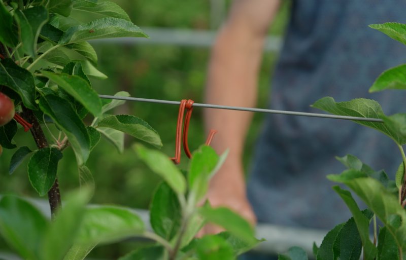 Met feromoonverwarring kunnen de mannetjes en vrouwtjes van de schadelijke fruitmot en de vruchtbladrollers elkaar niet meer vinden.