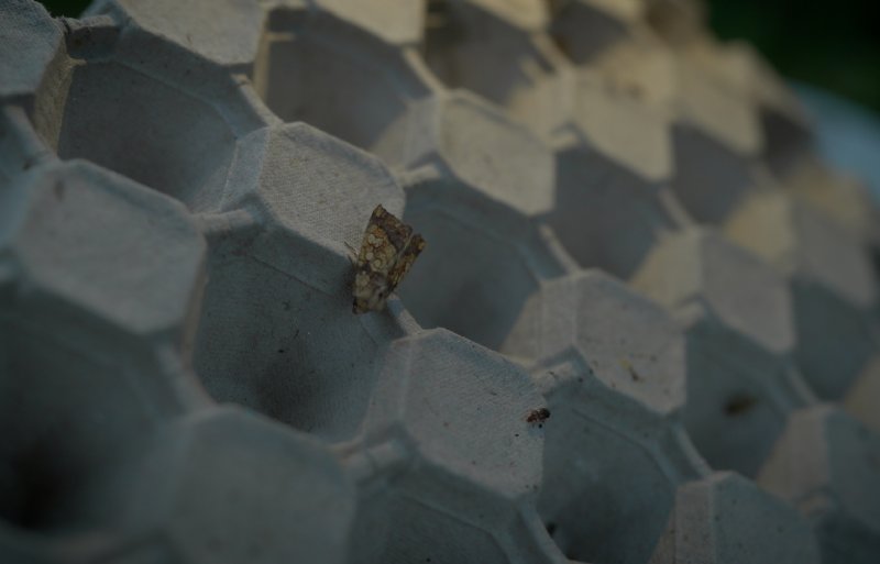Na zeven jaar BIMAG-metingen is duidelijk dat er een levendige wereld schuilgaat in het weiland, tussen de gewassen en op de boerenerven; nachtvlinders komen er tot leven.