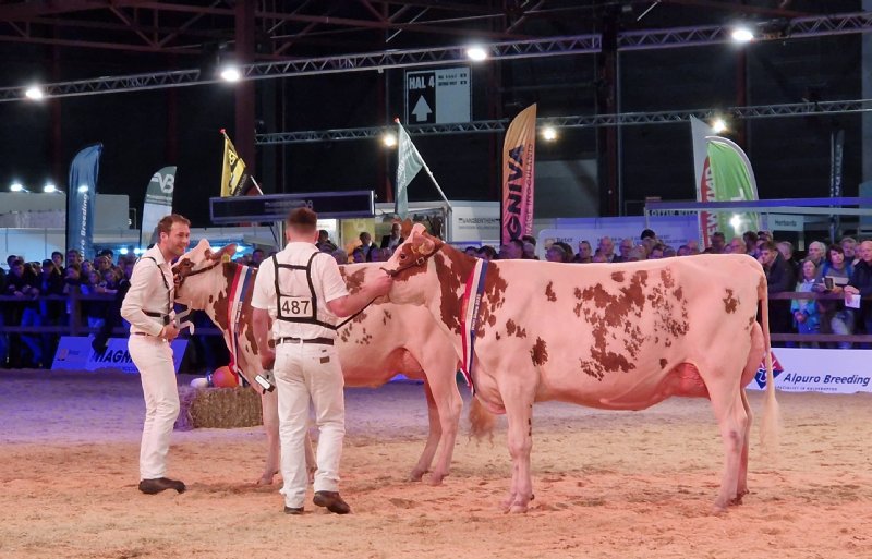 rechts kampioen Santina, links P.M. Elza 271