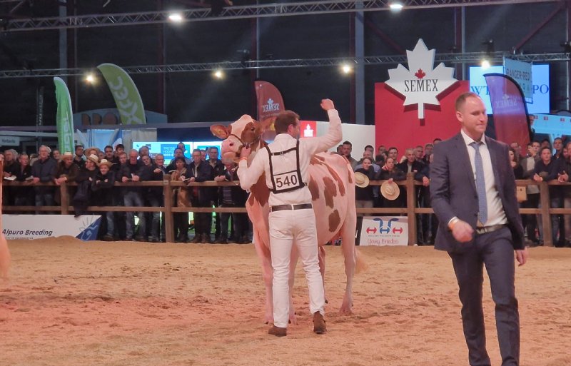 Kampioen middeklasse rood; P.M Roselyn 8 van Mts. Pinkert, fokker van het jaar