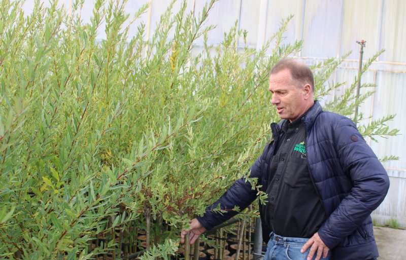 Peter Bontekoe bekijkt de opkweek van salixen die bijna klaar zijn voor aflevering.