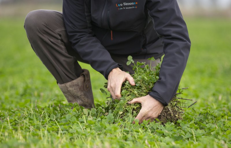 Pilotdeelnemer Leo Simonse. In een interview benadrukt hij dat het heel handig is dat klaver direct na de oogst op het land staat.