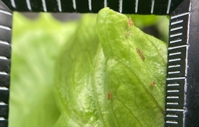 Nasonovia-luis van dichtbij