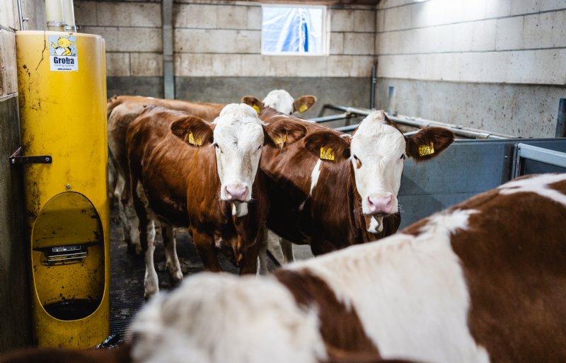 Sinds in de stal voor kalveren en pinken een systeem van overdrukventilatie wordt gebruikt, zijn er zelden nog longproblemen.
