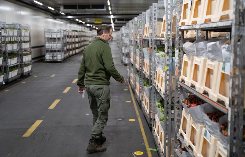 Een potentiële inkoper bekijkt de bloemen die worden aangevoerd op de locatie Rijnsburg van Royal FloraHolland.