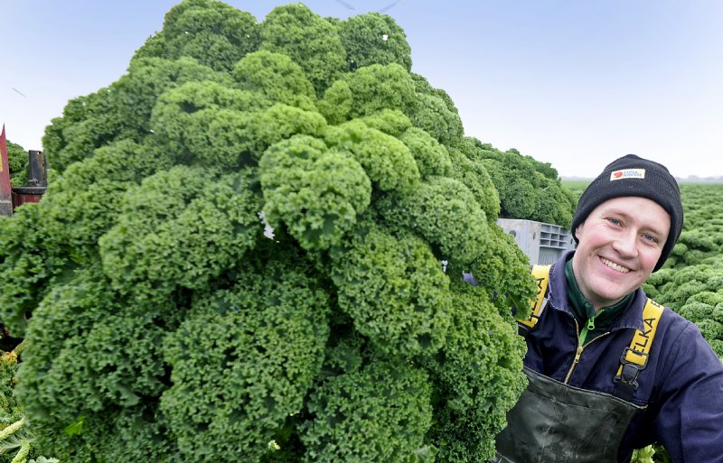 Justin Brinks is tevreden over de kwaliteit van zijn boerenkool: 'Geen geel blaadje te zien.'