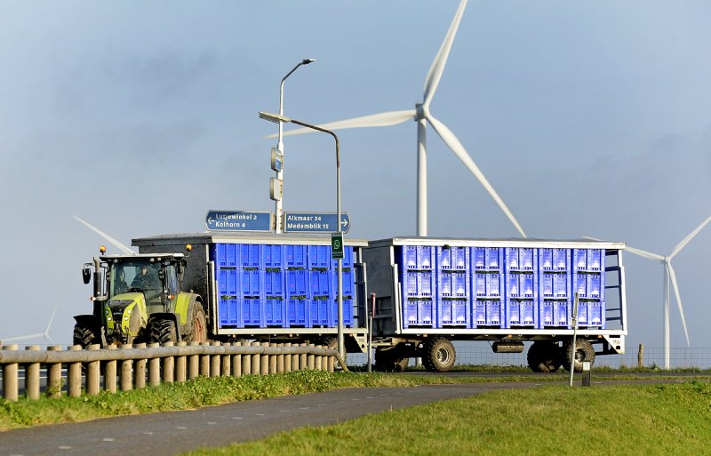 Dagelijks gaan de kratten naar groentesnijderij Vezet in Warmenhuizen.