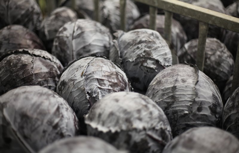 In Nederland groeide rode kool in 2025 op 680 hectare.