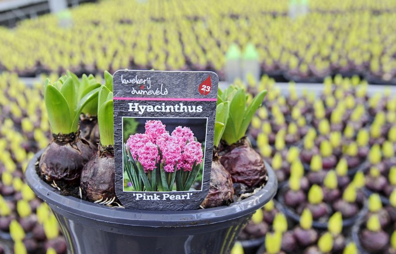 Na een brand volgde de overstap op bol-op-pot.