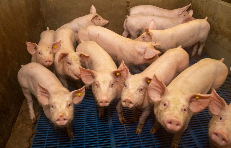 De dierdagdosering voor gespeende biggen gaat omlaag.