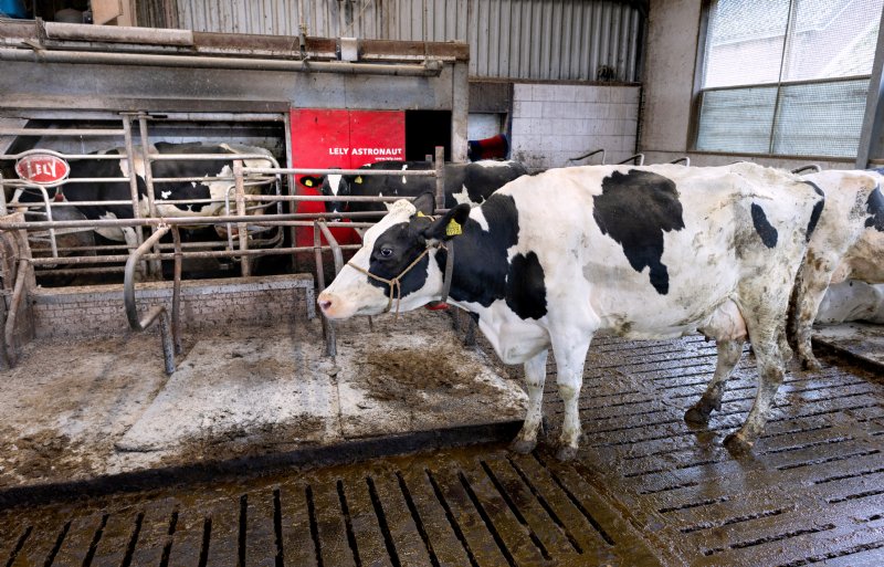 De vader van Corné van Leeuwen was de eerste ter wereld met een melkrobot. 'Nu is zo’n robot heel normaal. Kweekvlees moet ook gewoon groeien in de sector.'
