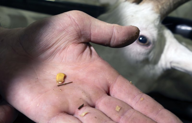 Een goede verteerbaarheid van de korrel op de pens is essentieel.