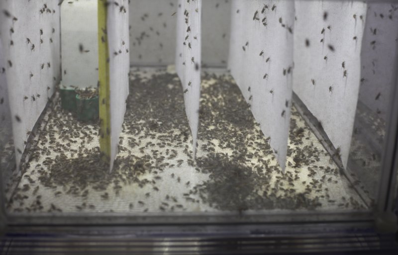 In elke kooi zitten zo'n zesduizend tot zevenduizend vliegen.