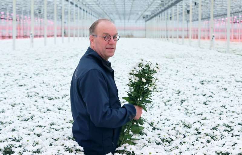 Rochus van Tuijl is een van de eigenaren van chrysantenkwekerij Linflowers in Zuilichem.