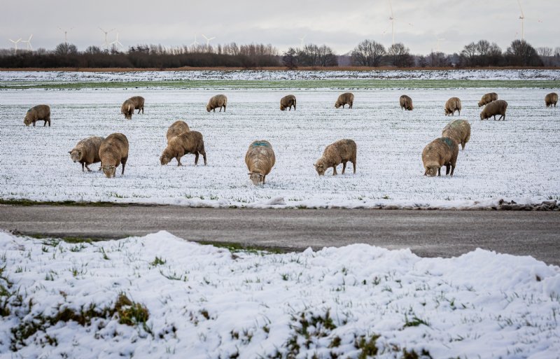 In het Groningse Blijham zochten deze schapen in het weekend tussen de sneeuw naar plukjes gras.