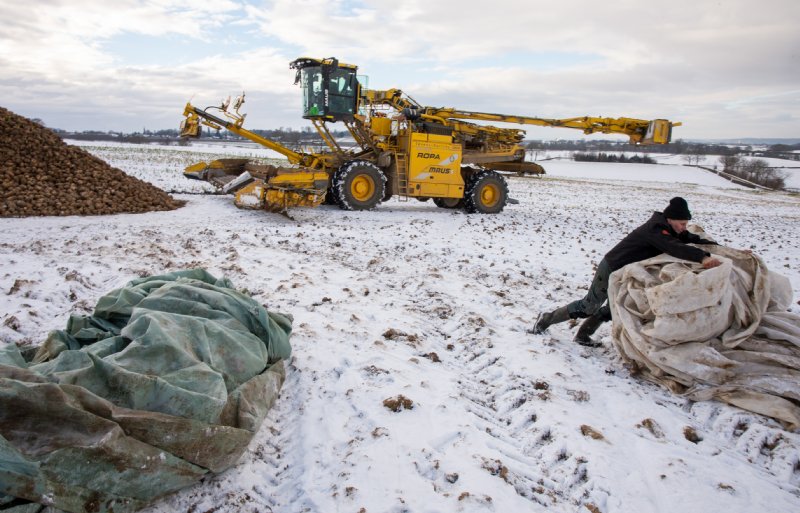 Akkerbouwer Paul Duijzings rolt de stijve TopTex-afdekdoeken op.