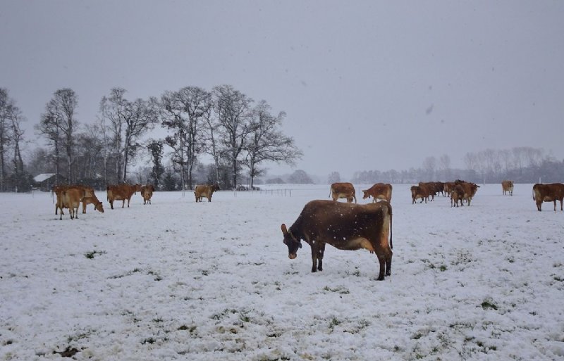 De Jersey-koeien van Bioboerderij De Leurhoeve in het Gelderse Winterswijk trotseren de kou.
