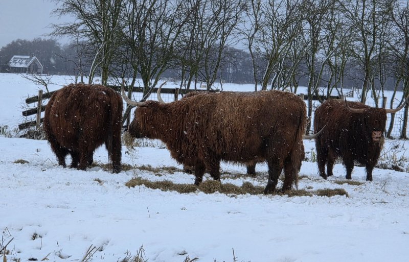 Schotse Hooglanders zijn wel wat gewend. Die kijken niet op of om van een sneeuwbuitje meer of minder.